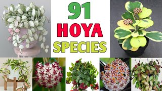 91 Hoya Plant Species | Hoya Varieties with names and its Identification | Plant