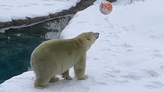 20241213:今日の円山動物園