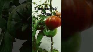 Tomate Black From Tula