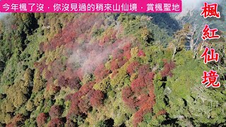 【夢幻小百岳 稍來山賞楓旅空拍🚀】親民的楓紅地毯步道｜夢幻光線灑滿山林｜瞭望台-遠眺美麗的楓紅山景｜五星級療愈森林芬多精步道｜A holy place to enjoy maple leaves