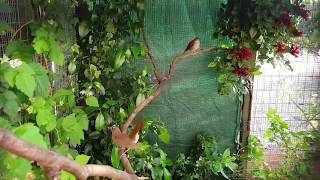 Common nightingales breeding  2