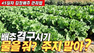 🌱김장배추45일차 결구 시기, 물을 줘? 말아?🌿배추관리 다섯 가지 포인트!