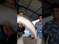 🥄തിളക്കം കണ്ടാൽ ഇവൻ കയറി പിടിക്കും.. vaala fishing catfish fishing fishing videos viral