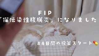 【Vlog #22】FIP『猫伝染性腹膜炎』になりました