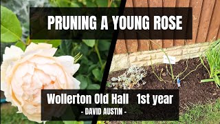 How I Prune My Roses For Healthy And Beautiful Blooms: Wollerton Old Hall (David Austin)