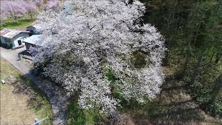 長野県小川村「立屋の桜」の空撮