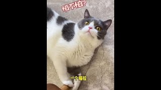 你家猫砂盆大不大，一个猫拉怕不怕？#抖in宝贝计划 #抖音动物图鉴 #猫砂