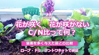 【Ｃ／Ｎ比】糖/窒素の関係　花が咲かない　花が咲く理由