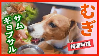 【わんこ】韓国料理サムギョプサルを味わったけどちょっと悩んじゃったジャックラッセルテリアのむぎの巻【犬動画】