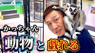 【アニタッチPARK】で色々な動物達と遊んできた‼️#動物好き#イオンモール太田#動物と遊びたい#きつねサル#ミーラキャット