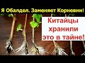 Старый Китайский рецепт. Раствор, в котором любой черенок пустит первые корешки за 2 дня.