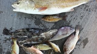 香港釣魚 馬灣輕鬆半日艇 Fishing 艇釣船釣