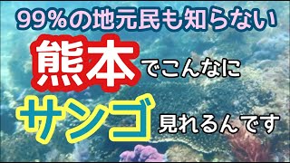 熊本でこんなにサンゴが見れるんです！絶景の浜で癒しの海中散歩　99％の地元民も知らない穴場