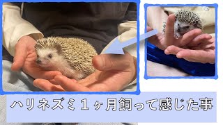 生後２ヶ月のハリネズミを１ヶ月飼ってみて感じた事・・・