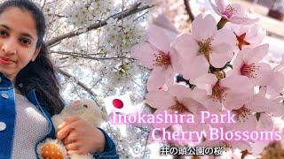 Inokashira Park Cherry Blossoms (井の頭公園の桜) | Lens Queen