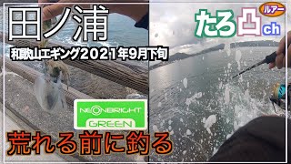 【ネオンブライト】台風前の田ノ浦でアオリイカが釣れるか検証【和歌山エギング２０２１】