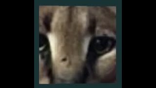 FloppaCube using OpenGL with PyOpenGL