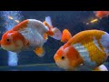 liow video buying goldfishes at s pore goldfish 买兰寿 狮头金鱼