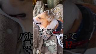 銀ちゃんパピーになって帰って来た#corgi #love #dog #tiktok #銀ちゃん #犬のいる暮らし #happy #かわいい #コーギー #銀ちゃん #instagram #japan