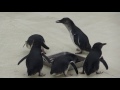 コガタペンギンのお食事タイム【葛西臨海水族園】