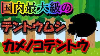 【ゆっくり解説】『日本三大テントウムシ』の一角！　カメノコテントウを解説