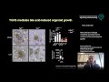 G. Sorrentino - New avenues in disease modeling and regenerative medicine of the enterohepatic...