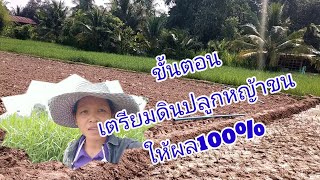 ขั้นตอนการเตรียมดินปลูกหญ้าขนแบบปักดำให้ผล100%byเติ้ลขวัญ