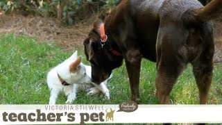 Socializing a Puppy 2: Meeting Adult Dogs | Teacher's Pet With Victoria Stilwell