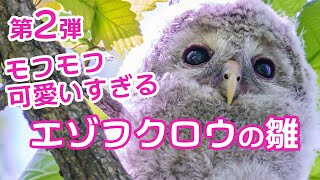 【4K】2022年 エゾフクロウ雛