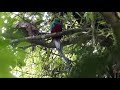 resplendent quetzal in costa rica