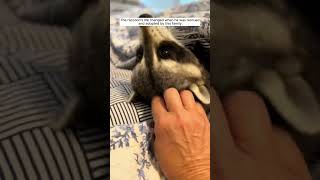 Raccoon saved from drowning and then... 🙏🏻🙏🏻🙏🏻❤️❤️❤️