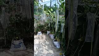 ගෙවතු වගාව|roof top garden #trending #gardening #viral #garden #tiktok #youtube #plants #nature