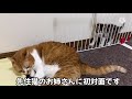 【子猫保護】先住猫に初対面させたら怒られました...