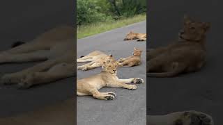 Lion road block #wildlife #africa #krugernationalpark #safariafrica #greaterkruger #lion #iphone