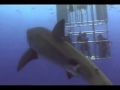 Great White Shark Gets Explosive Diarrhea.