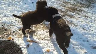 Чанги сагбачахои чупони