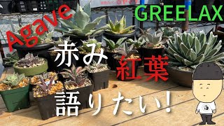 【Agave】アガベ！紅葉！？赤みについて語りたい【GREELAX】