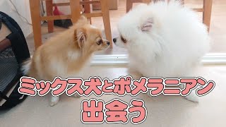 ミックス犬とポメラニアン出会う　🐶ひみつきちなう！①🐶  (ポメラニアン ミックス犬 チワワ 柴犬 チワプー) 2022年6月3日