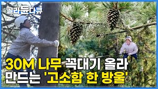 나무에 열린 잣송이가 식탁 위 고소한 참기름이 되는 과정│드론도 못하고 사람이 해야만 하는 잣 수확 │가평 잣기름 공장│극한직업│#골라듄다큐