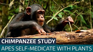 Sick chimpanzees seek out medicinal plants to self-medicate, study reveals | ITV News