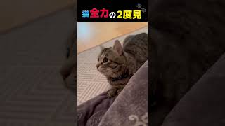 【一瞬で弟猫がとおる3秒前！】#shorts #保護猫 #cat