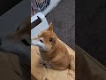 柴犬ポンちゃんと柴ねこコウタン　　狙うはねぇたん❗