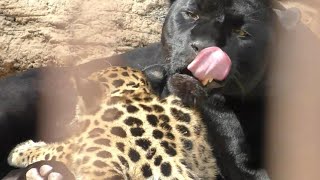 ジャガーの赤ちゃんと母親（ミワちゃん）の微笑ましい光景♡♥とべ動物園にて