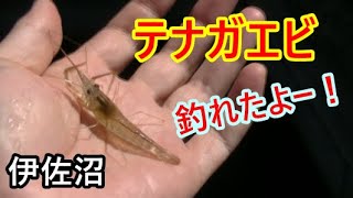 【テナガエビ釣り】伊佐沼でテナガエビが釣れたよ！【川越市】