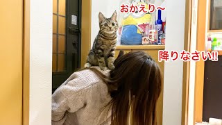 美人飼い主の帰宅が嬉しすぎて鳴き叫んで背中に飛び乗ってきてしまった子猫w