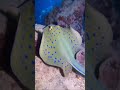 Stingrays: the ultimate swimmers with style