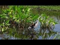 Red Winged Blackbirds Defending Their Nest