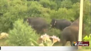 5 Wild Elephants take a stroll into a forest area  in Hosur