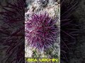 Sea Urchin and Sea Hedgehogs #shorts #seaurchin #hedgehog #sea