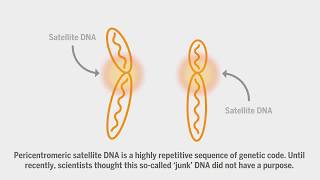 Scientists discover a role for ‘junk’ DNA